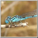 Cercion lindenii - Pokal-Azurjungfer m05.jpg